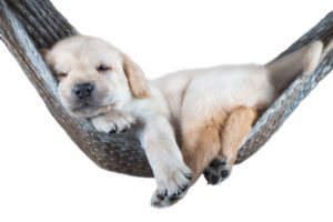small dog lying in the hammock small dog lying in the hammock